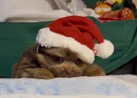 Champ, a male Shih Tzu for sale in Grants Pass, OR – Photo 6 of 10