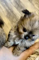 Sahara, a female Shih Tzu for sale in Grants Pass, OR – 9 of 10
