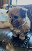 Sahara, a female Shih Tzu for sale in Grants Pass, OR – 10 of 10