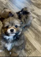 Pooh bear, a male Shih Tzu for sale in Grants Pass, OR – 7 of 10