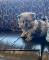 Sahara, a female Shih Tzu for sale in Grants Pass, OR – 5 of 10