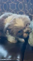 Theodore, a male Shih Tzu for sale in Grants Pass, OR – 5 of 5
