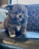 Pooh bear, a male Shih Tzu for sale in Grants Pass, OR – 10 of 10