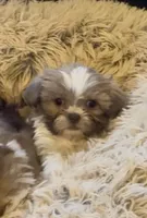 Theodore, a male Shih Tzu for sale in Grants Pass, OR – 1 of 5