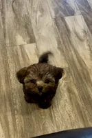 Markus, a male Shih Tzu for sale in Grants Pass, OR – 5 of 6