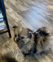 Sahara, a female Shih Tzu for sale in Grants Pass, OR – 4 of 10