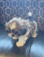 Theodore, a male Shih Tzu for sale in Grants Pass, OR – 4 of 5