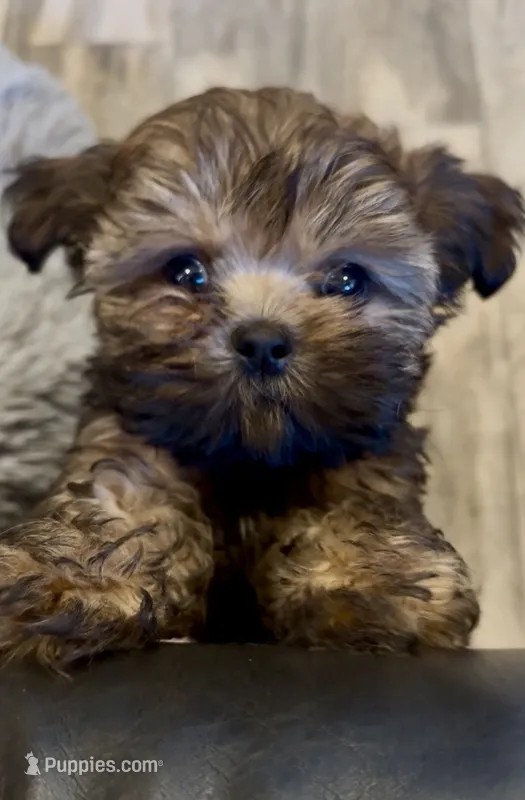 Markus – Shih Tzu puppy for sale in Grants Pass, OR