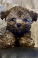 Markus, a male Shih Tzu for sale in Grants Pass, OR – 1 of 6