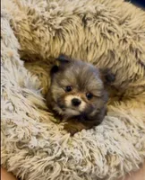 Pooh bear, a male Shih Tzu for sale in Grants Pass, OR – 1 of 10