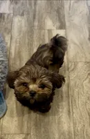 Markus, a male Shih Tzu for sale in Grants Pass, OR – 4 of 6