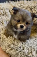 Pooh bear, a male Shih Tzu for sale in Grants Pass, OR – 3 of 10