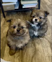 Sahara, a female Shih Tzu for sale in Grants Pass, OR – 6 of 10