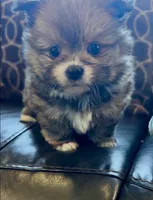Pooh bear, a male Shih Tzu for sale in Grants Pass, OR – 4 of 10