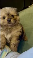 Sahara, a female Shih Tzu for sale in Grants Pass, OR – 3 of 10