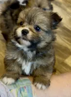 Pooh bear, a male Shih Tzu for sale in Grants Pass, OR – 9 of 10