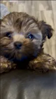 Markus, a male Shih Tzu for sale in Grants Pass, OR – 6 of 6