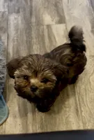 Markus, a male Shih Tzu for sale in Grants Pass, OR – 3 of 6