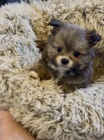 Pooh bear, a male Shih Tzu for sale in Grants Pass, OR – 8 of 10