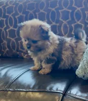 Sahara, a female Shih Tzu for sale in Grants Pass, OR – 8 of 10