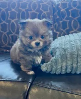 Pooh bear, a male Shih Tzu for sale in Grants Pass, OR – 2 of 10