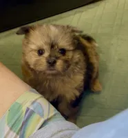 Sahara, a female Shih Tzu for sale in Grants Pass, OR – 2 of 10