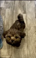 Markus, a male Shih Tzu for sale in Grants Pass, OR – 2 of 6