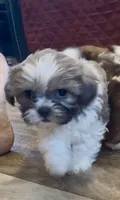 Theodore, a male Shih Tzu for sale in Grants Pass, OR – 3 of 5