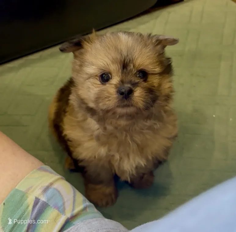 Sahara – Shih Tzu puppy for sale in Grants Pass, OR
