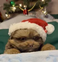 Champ, a male Shih Tzu for sale in Grants Pass, OR – Photo 2 of 10