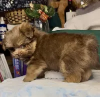 Champ, a male Shih Tzu for sale in Grants Pass, OR – Photo 3 of 10