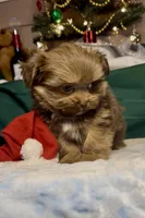 Champ, a male Shih Tzu for sale in Grants Pass, OR – Photo 10 of 10