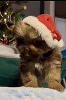 Champ, a male Shih Tzu for sale in Grants Pass, OR – Photo 5 of 10