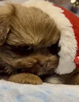 Champ, a male Shih Tzu for sale in Grants Pass, OR – Photo 4 of 10