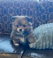 Pooh bear, a male Shih Tzu for sale in Grants Pass, OR – 5 of 10