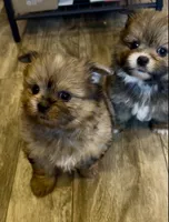 Sahara, a female Shih Tzu for sale in Grants Pass, OR – 7 of 10