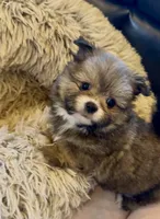 Pooh bear, a male Shih Tzu for sale in Grants Pass, OR – 6 of 10