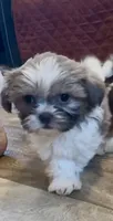 Theodore, a male Shih Tzu for sale in Grants Pass, OR – 2 of 5