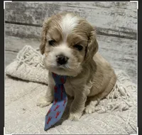 Auggie, a male Cocker Spaniel for sale in West Plains, MO – 1 of 2