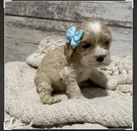 Isla, a female Cocker Spaniel for sale in West Plains, MO – 2 of 2
