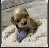 Fisher, a male Cocker Spaniel for sale in West Plains, MO – 1 of 2