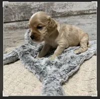 Fisher, a male Cocker Spaniel for sale in West Plains, MO – 2 of 2