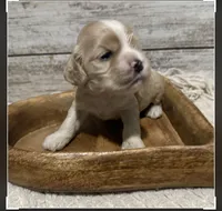 Auggie, a male Cocker Spaniel for sale in West Plains, MO – 2 of 2