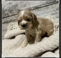 Coral, a female Cocker Spaniel for sale in West Plains, MO – 2 of 2