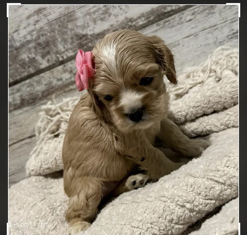 Coral – Cocker Spaniel puppy for sale in West Plains, MO