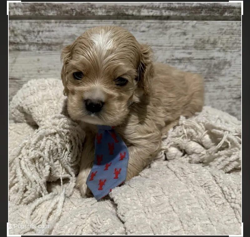 Blaze – Cocker Spaniel puppy for sale in West Plains, MO