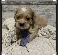Blaze, a male Cocker Spaniel for sale in West Plains, MO – 1 of 2