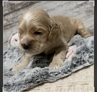 Blaze, a male Cocker Spaniel for sale in West Plains, MO – 2 of 2