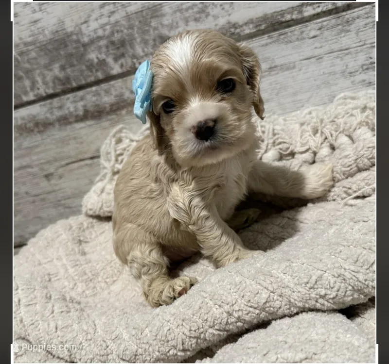 Isla – Cocker Spaniel puppy for sale in West Plains, MO