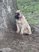 Formentino , a female Cane Corso for sale in Beaumont, TX – 4 of 5